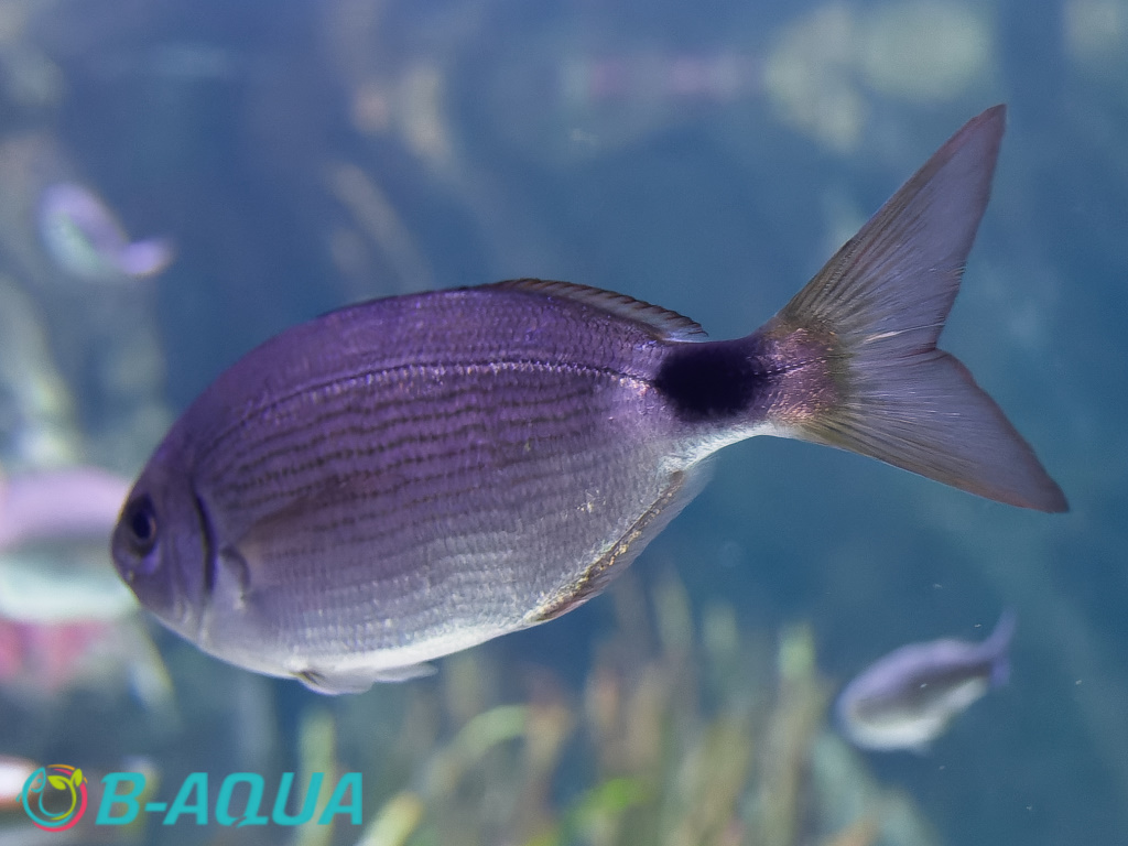 Oblada melanura