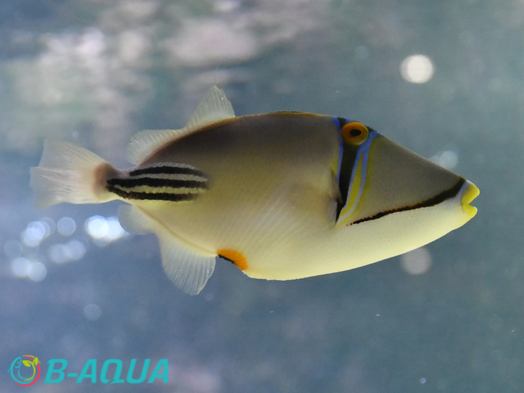 Rhinecanthus assasi