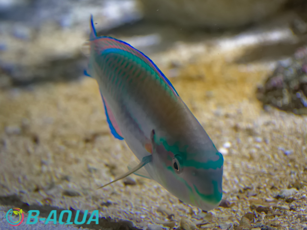 Scarus taeniopterus