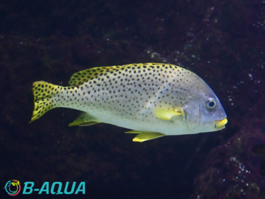 Plectorhinchus gaterinus