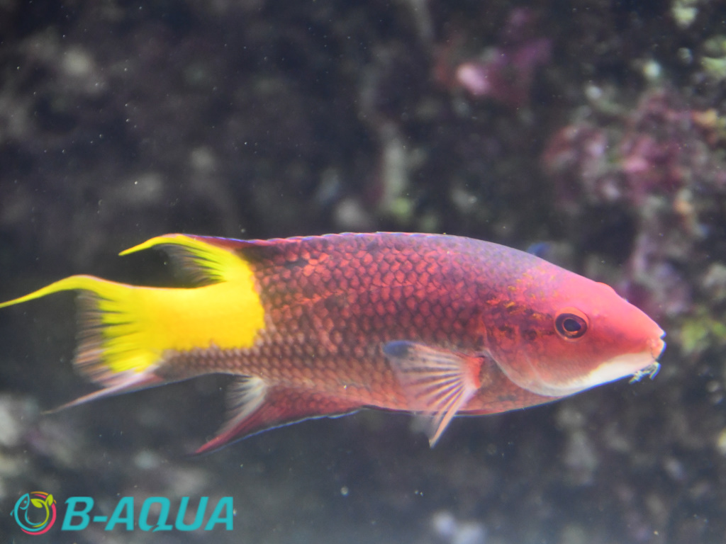 Bodianus pulchellus