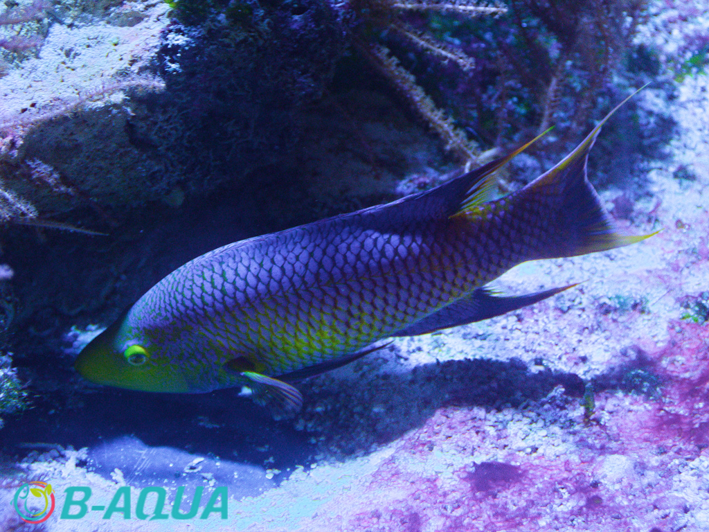 Bodianus rufus