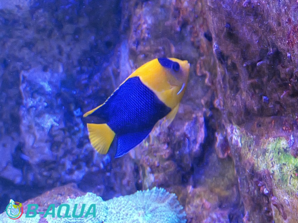Centropyge bicolor