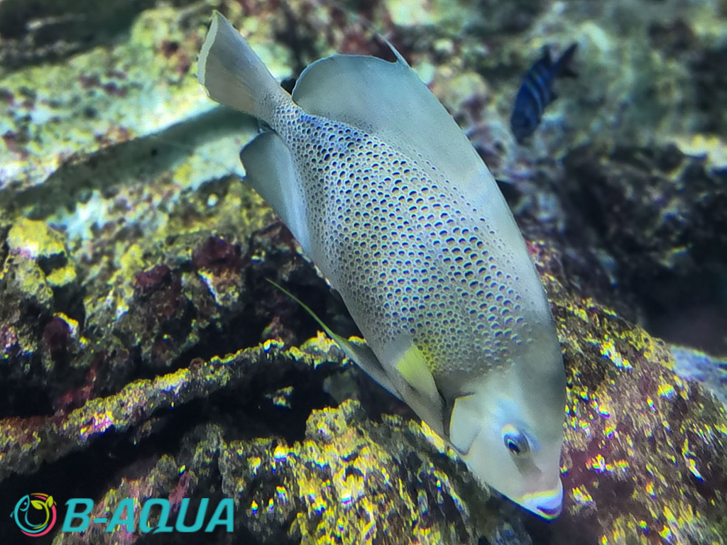 Pomacanthus arcuatus