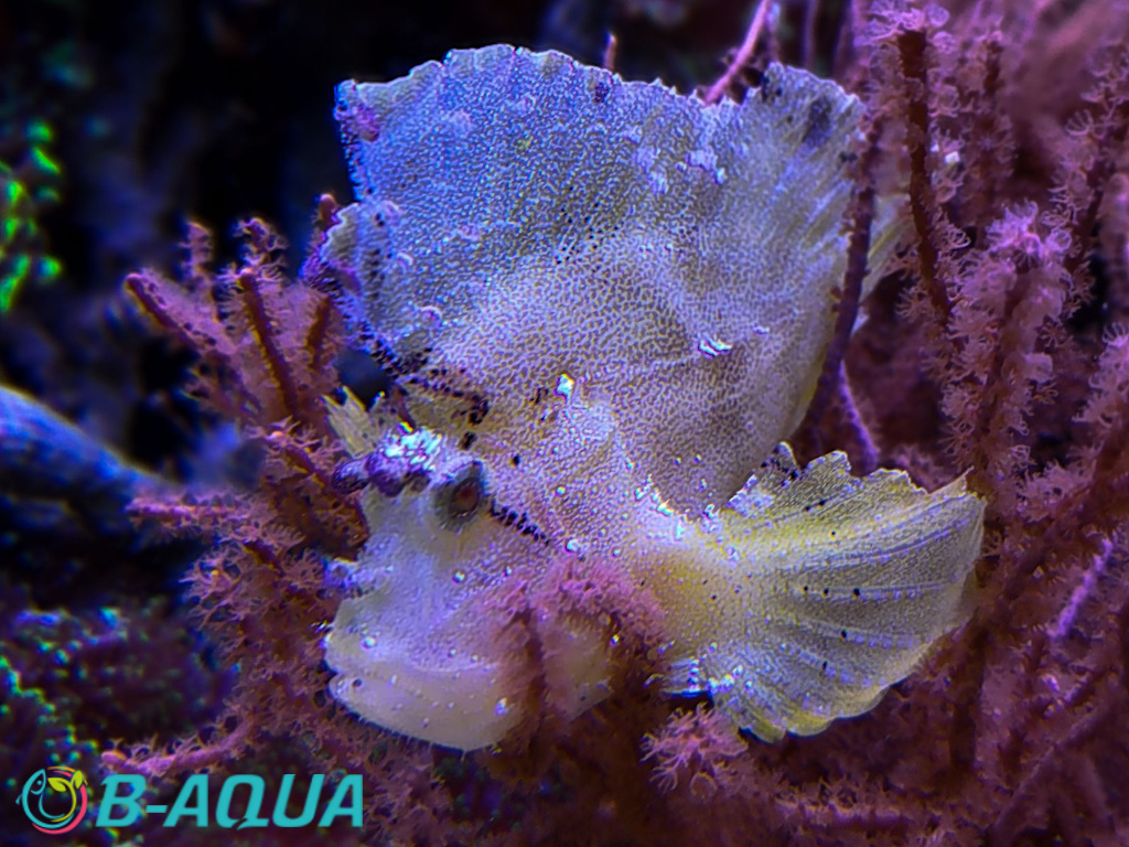 Taenianotus triacanthus