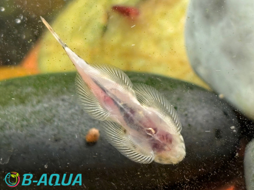 Hypergastromyzon humilis