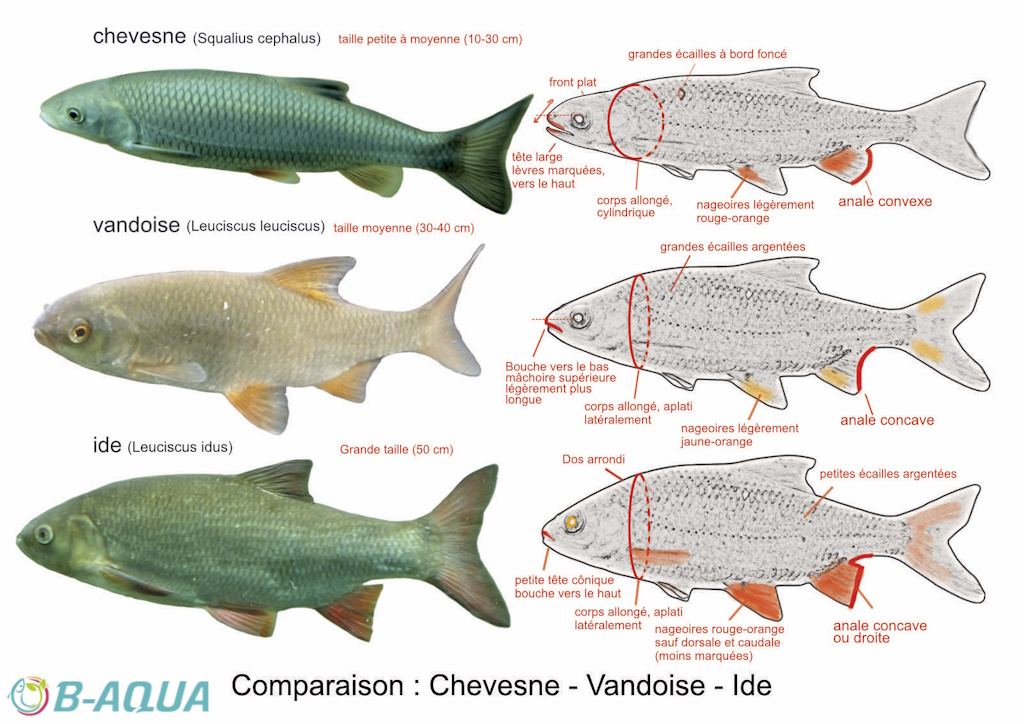 Squalius cephalus