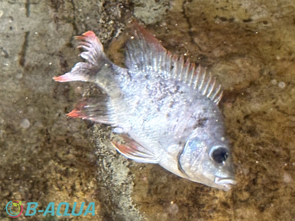 Ptychochromis insolitus