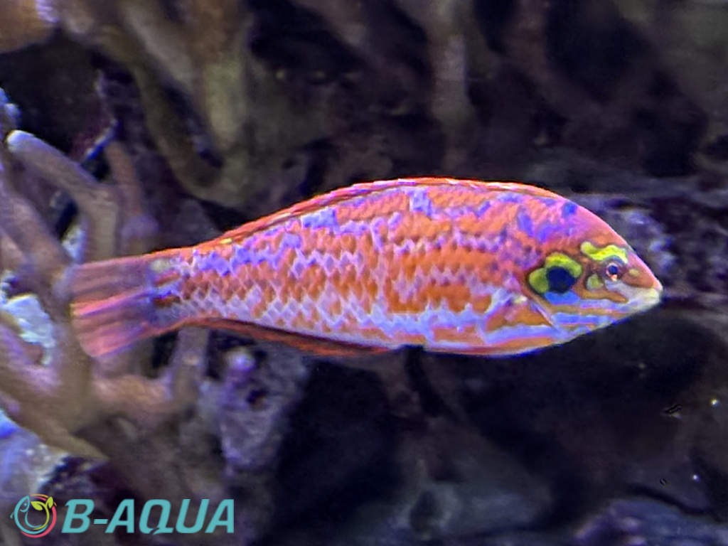 Macropharyngodon choati