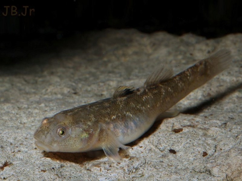 Chlamydogobius eremius femelle