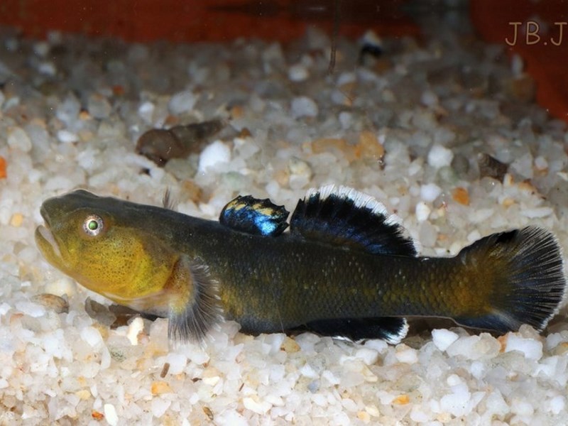 Chlamydogobius eremius mâle