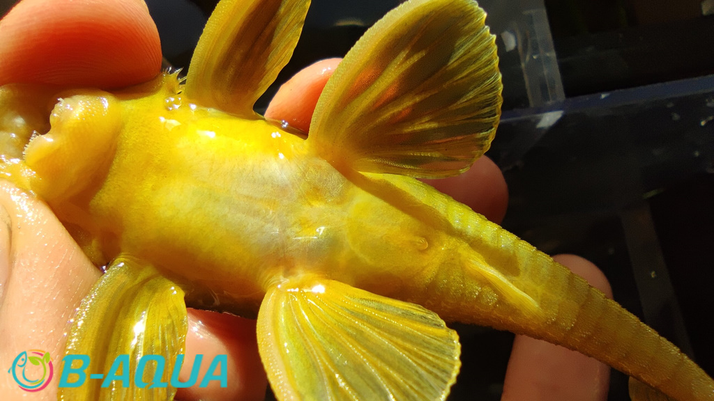 Hemiancistrus subviridis femelle
