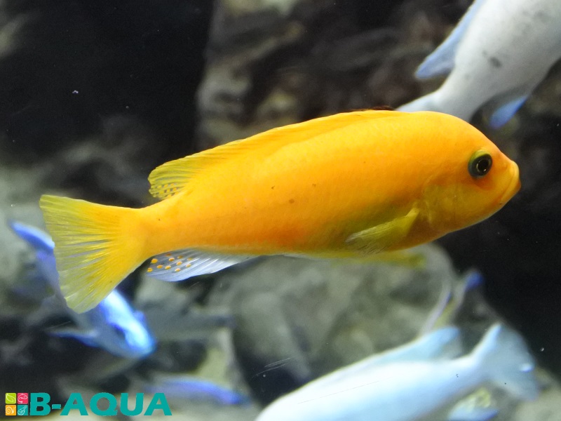 Maylandia estherae femelle