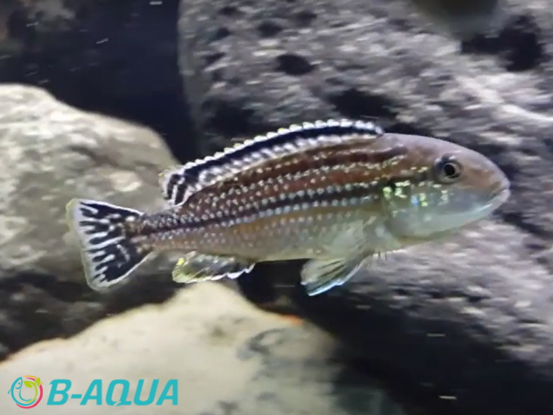 Melanochromis dialeptos femelle