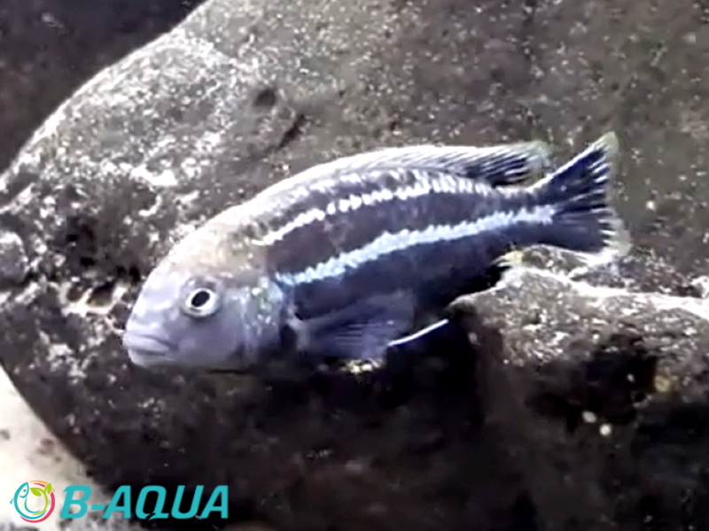 Melanochromis dialeptos mâle