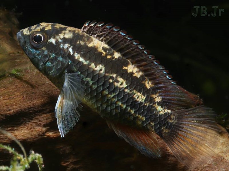 Nannacara anomala femelle
