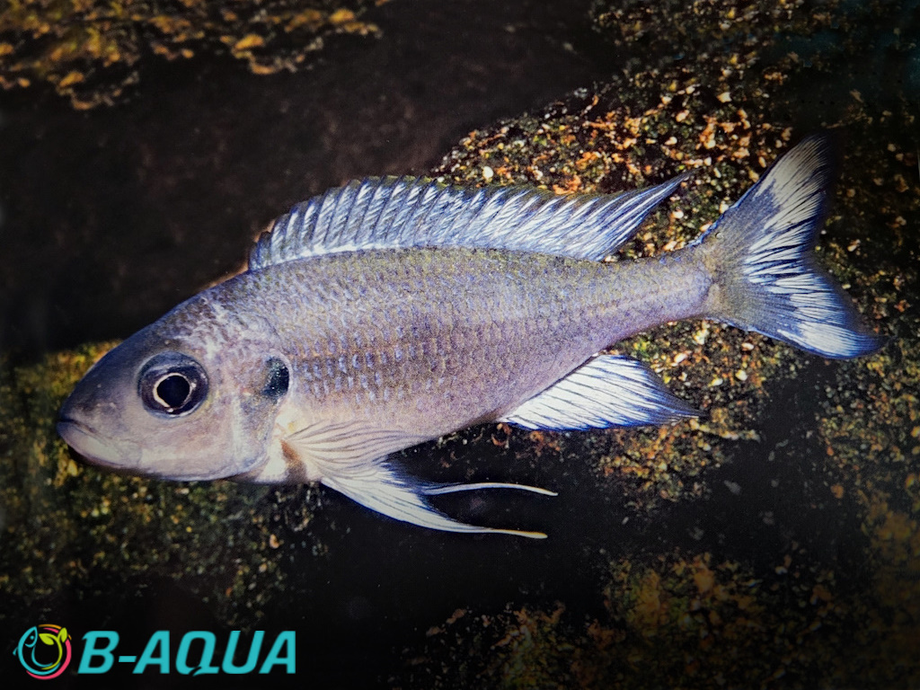 Ophthalmotilapia ventralis femelle