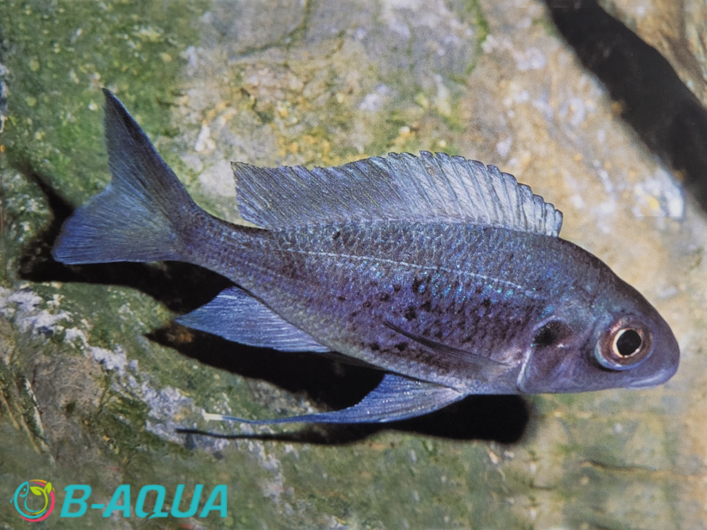 Ophthalmotilapia ventralis mâle