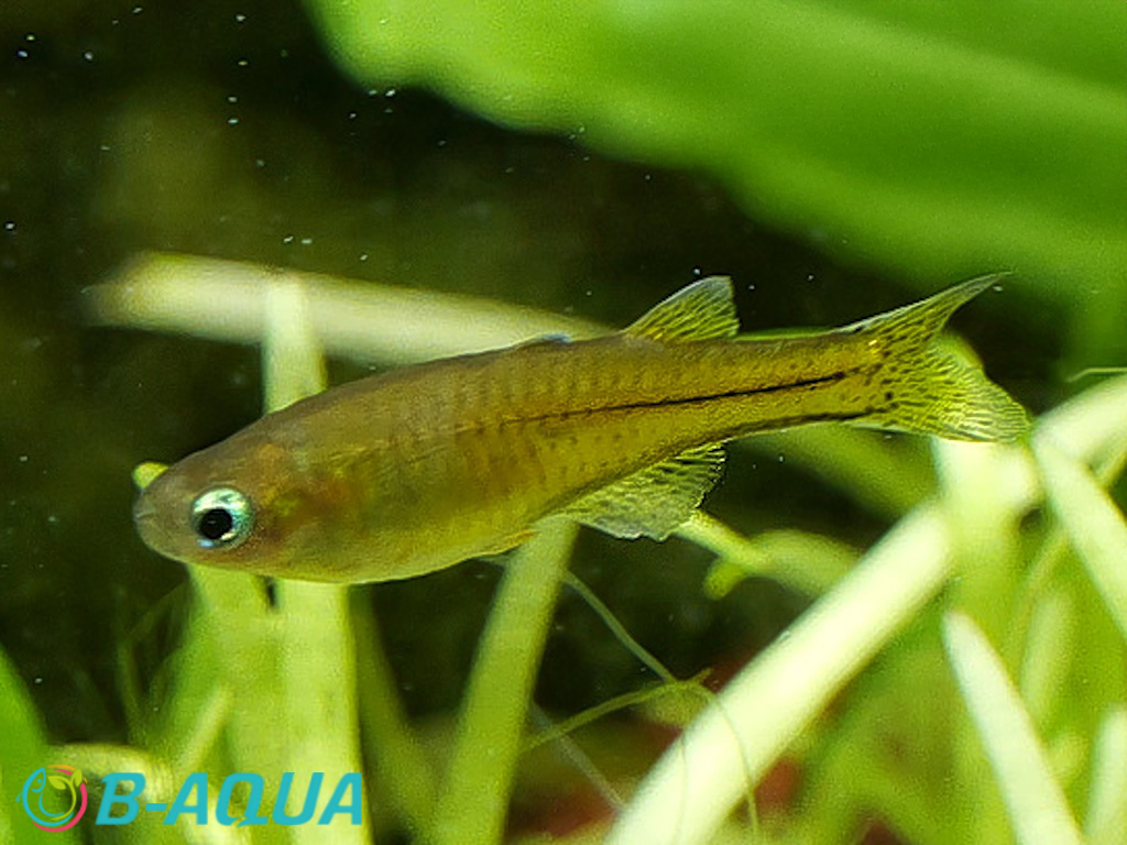 Pseudomugil gertrudae femelle