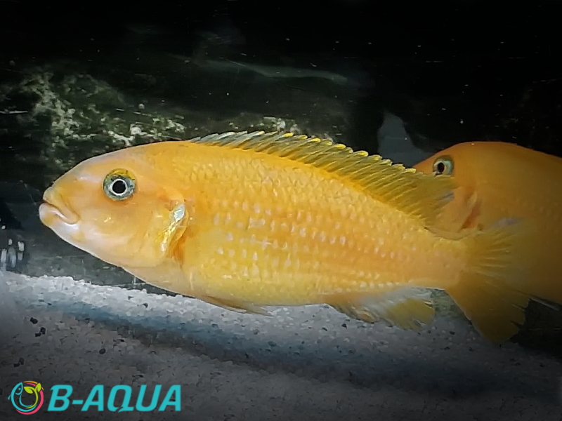 Chindongo saulosi Taiwan Reef femelle