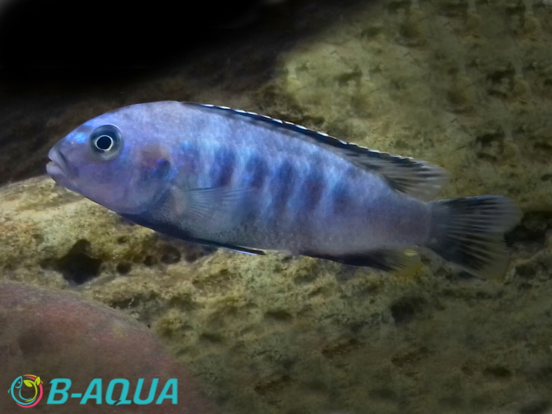 Chindongo saulosi Taiwan Reef mâle