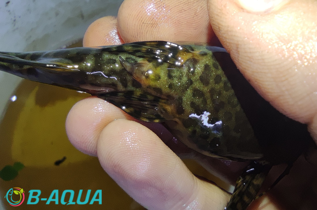 Synodontis nigriventris mâle