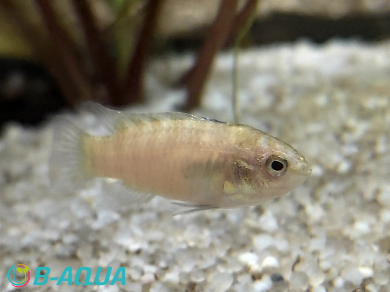 Dario sp. Myanmar femelle