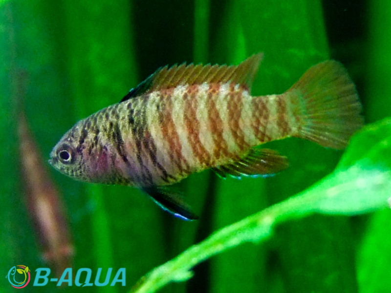Dario sp. Myanmar mâle