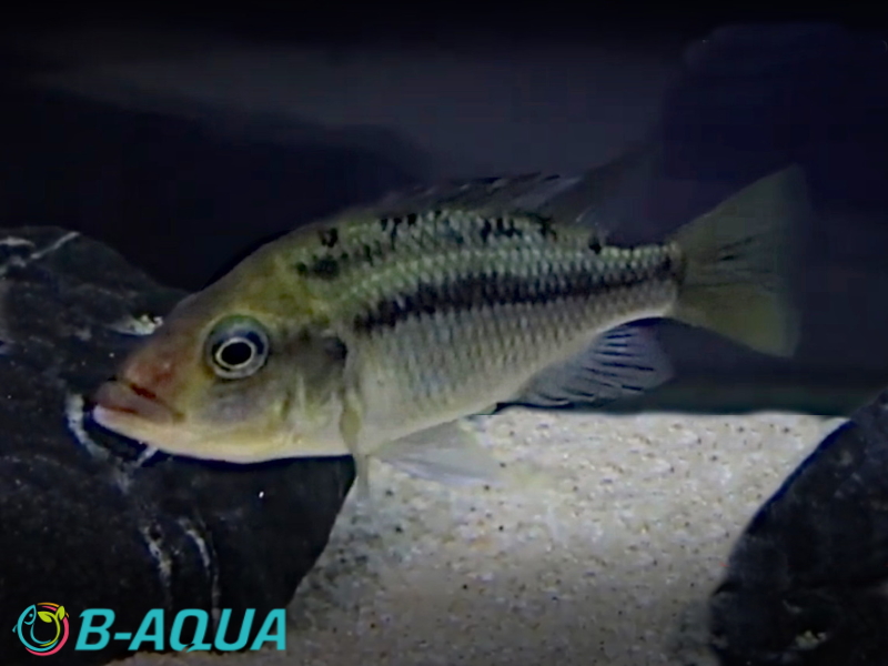 Eclectochromis lobochilus femelle