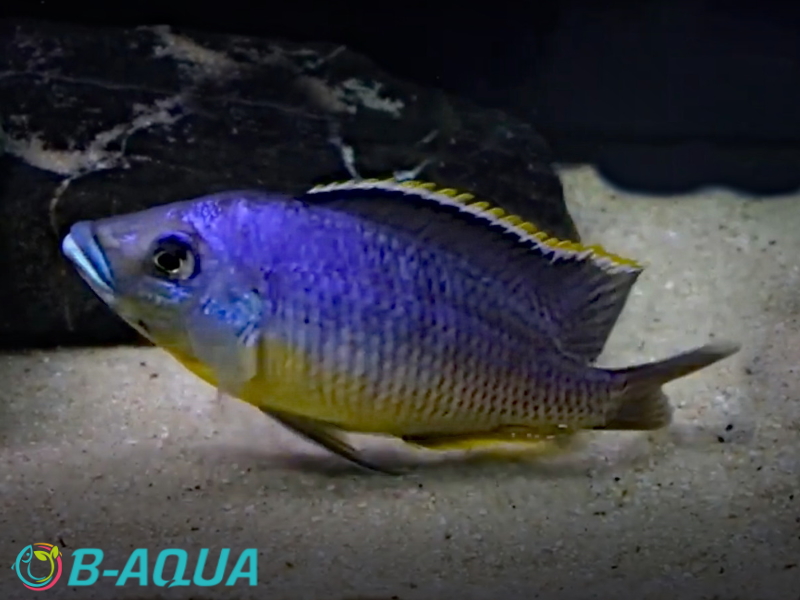 Eclectochromis lobochilus mâle