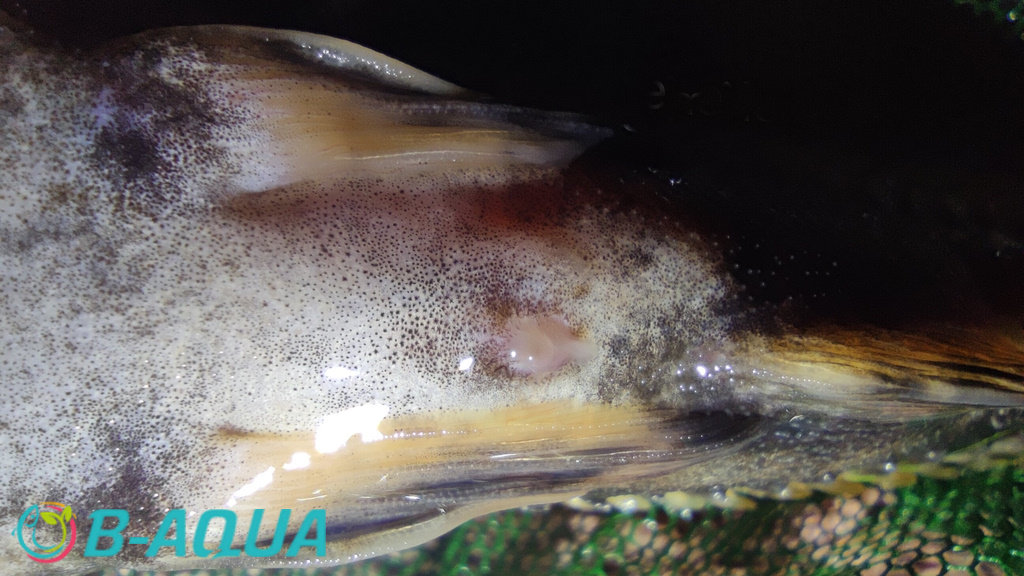 Platydoras armatulus mâle
