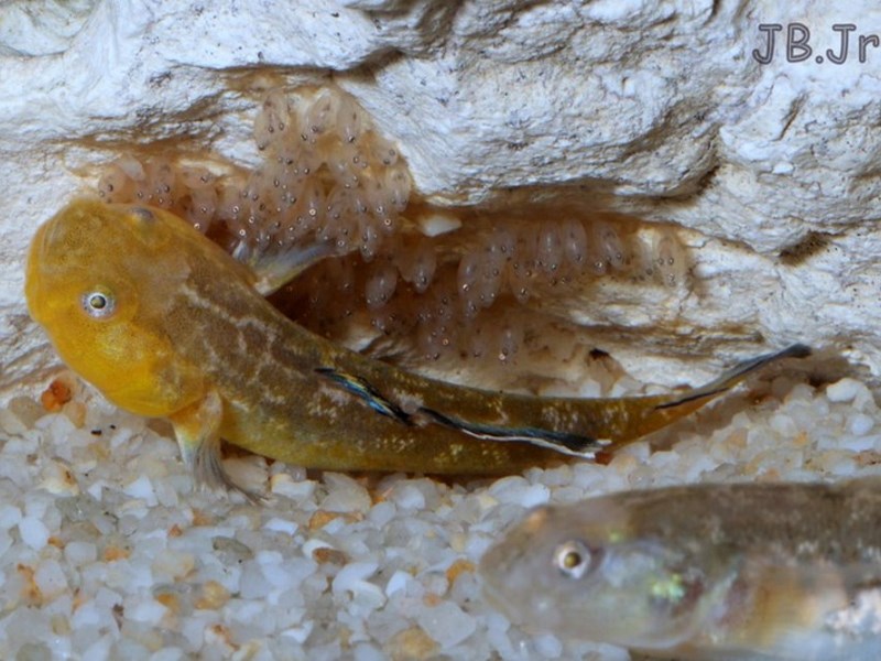 Chlamydogobius eremius reproduction