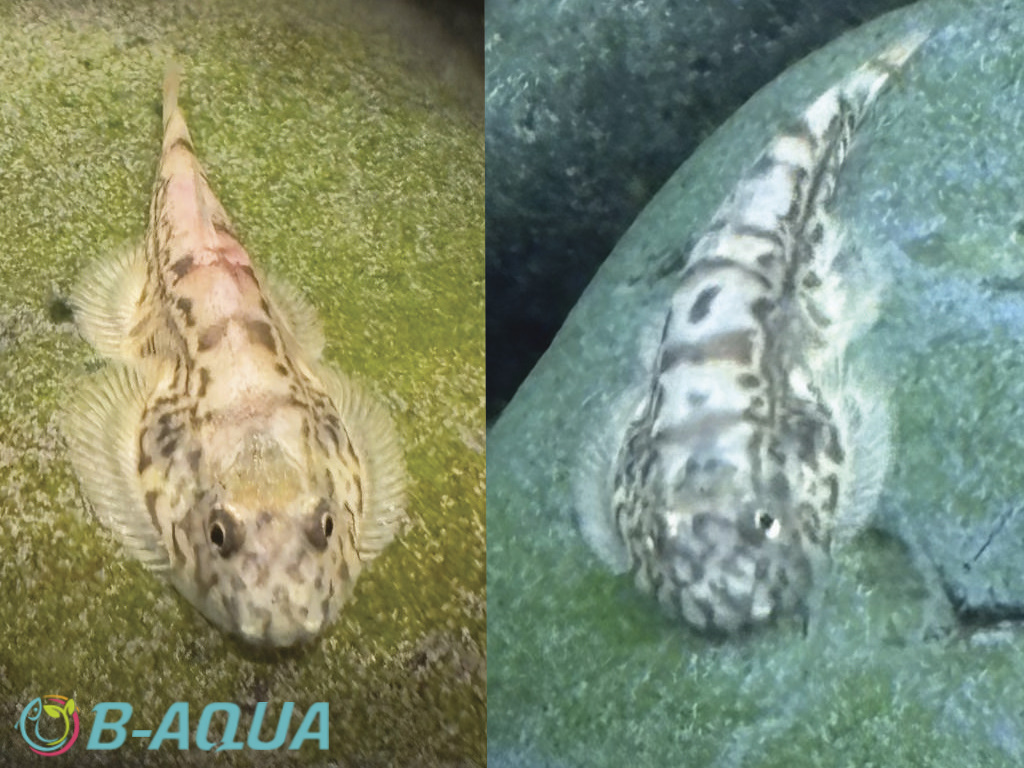 Hypergastromyzon humilis reproduction