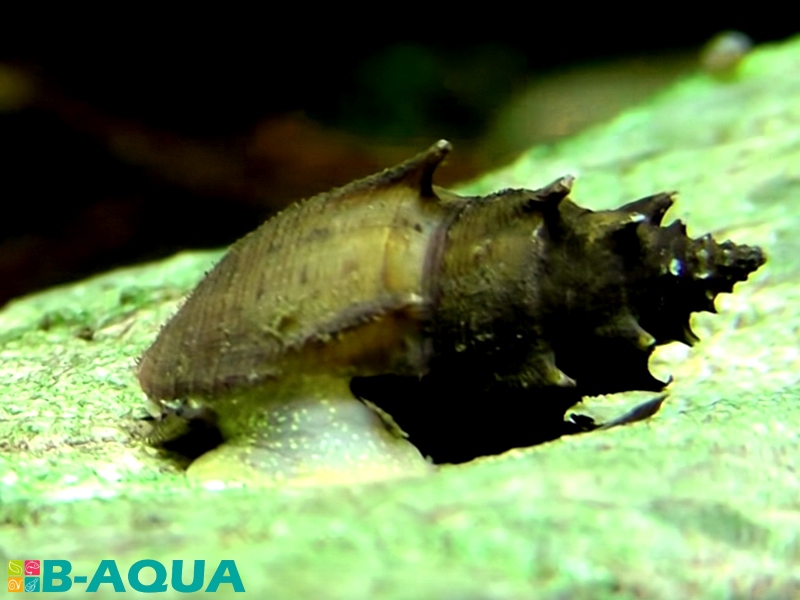 Mieniplotia scabra