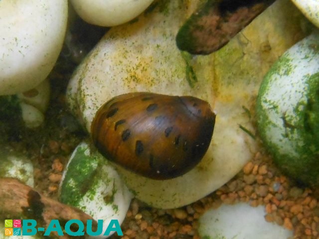 Neritina turrita