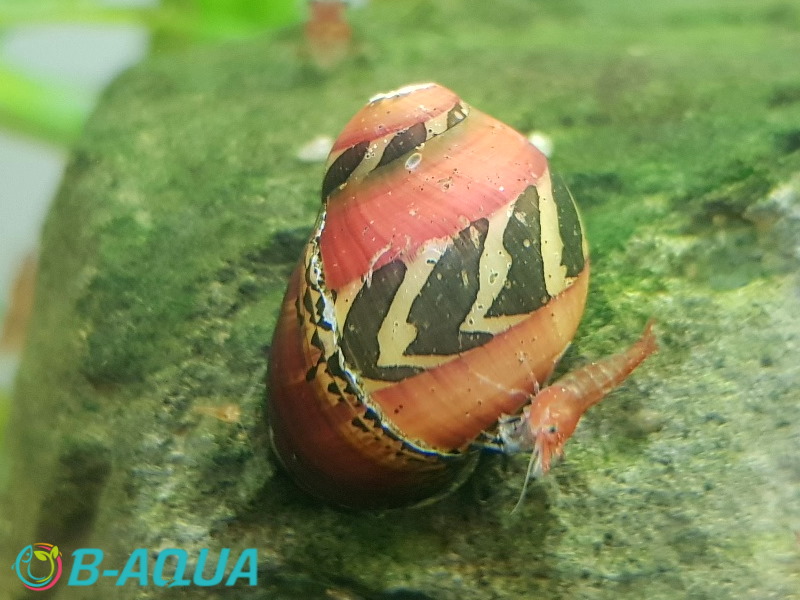 Vittina waigiensis