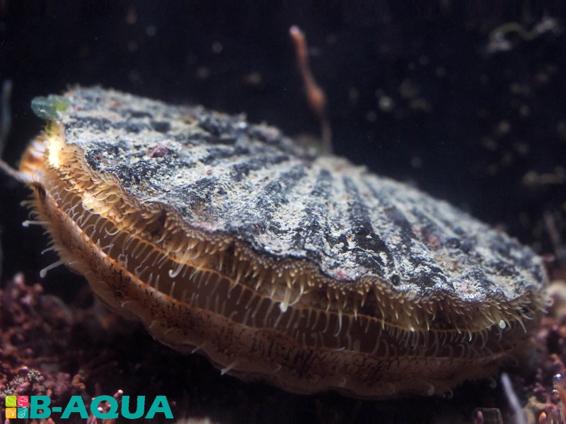 Pecten maximus
