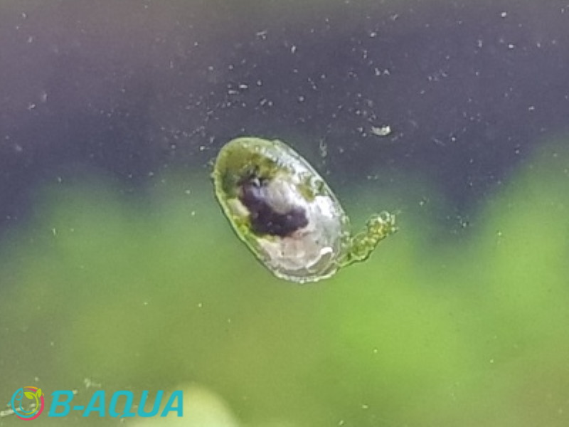 Ferrissia fragilis