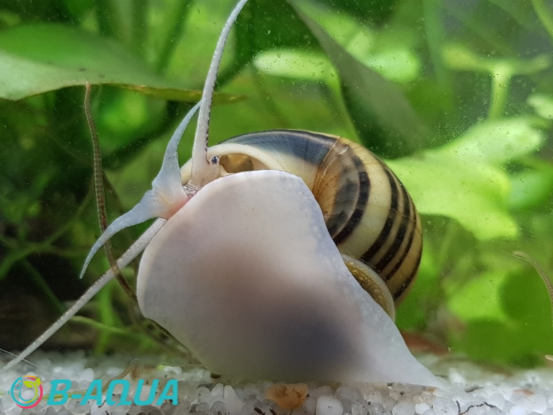 Asolene spixii