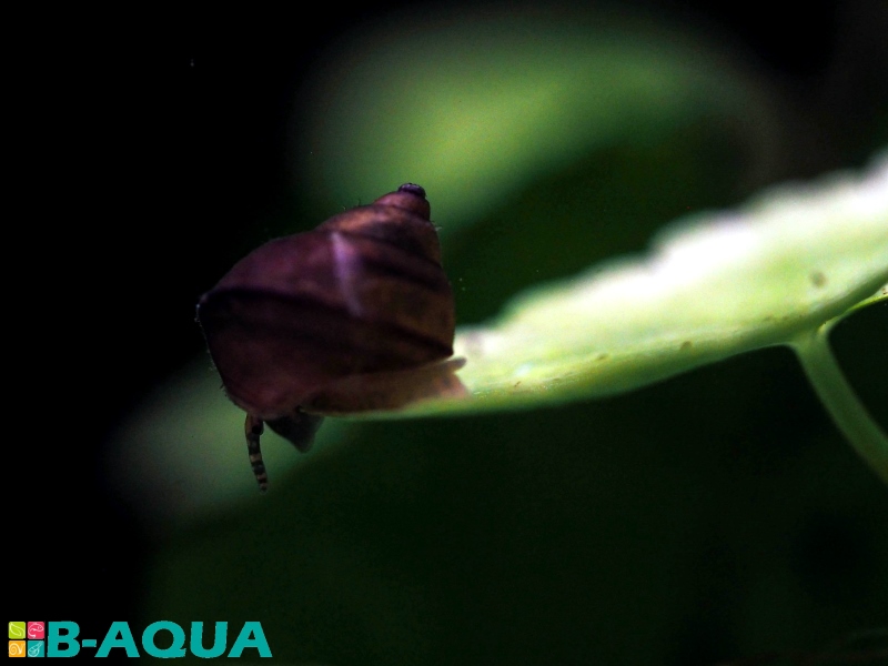 Filopaludina martensi reproduction
