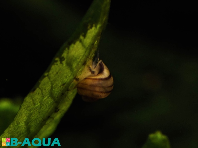 Asolene spixii reproduction