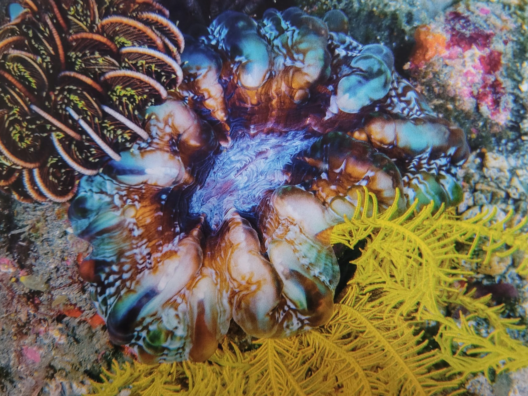 Cynarina macassarensis