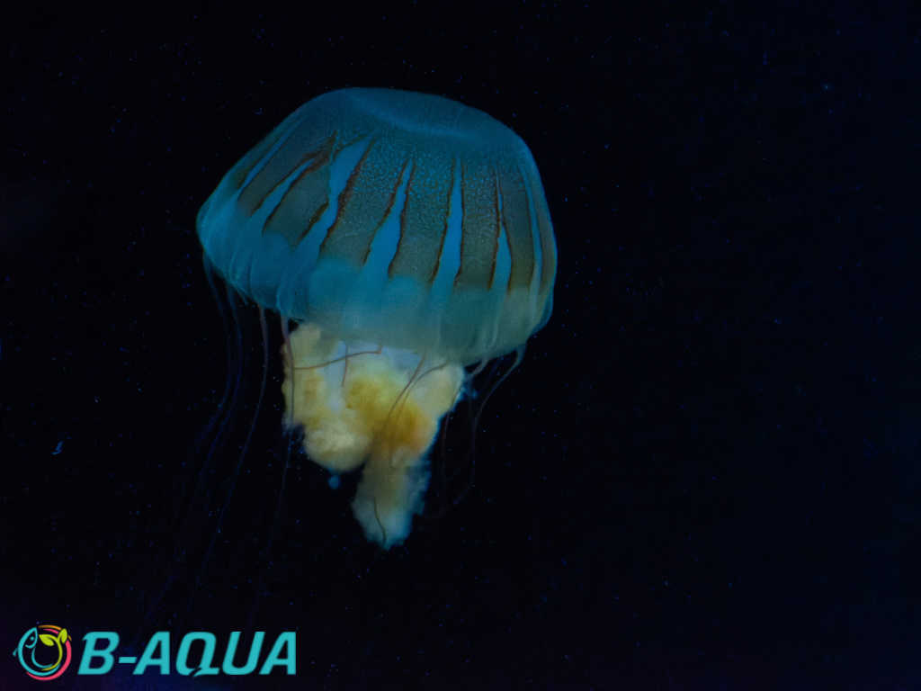 Chrysaora plocamia