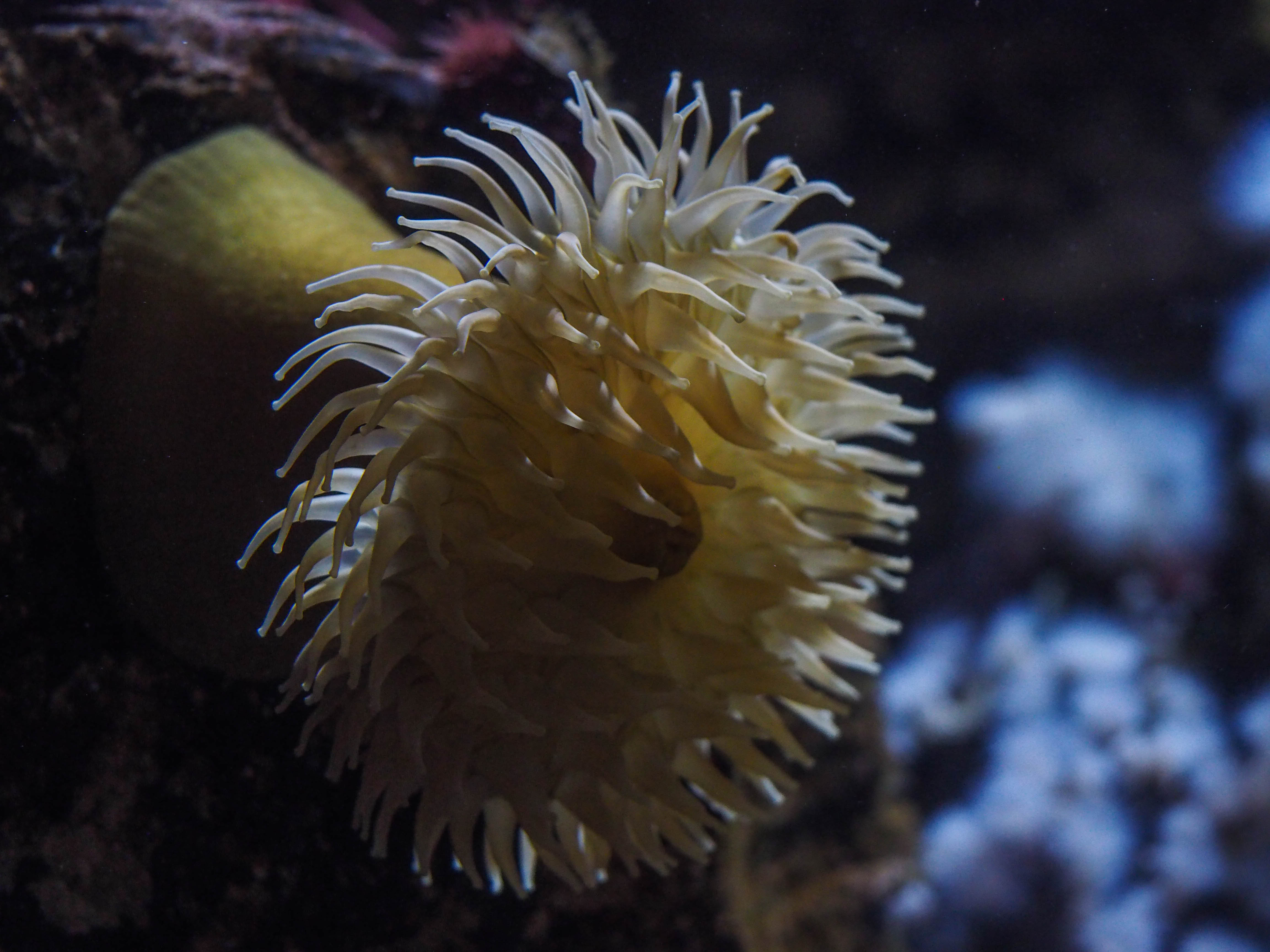 Urticina piscivora