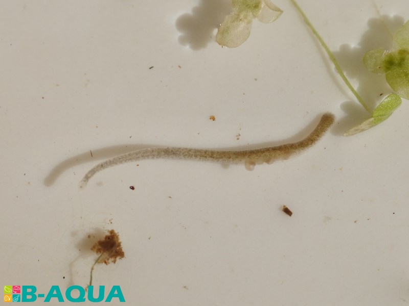 Glossiphonia heteroclita