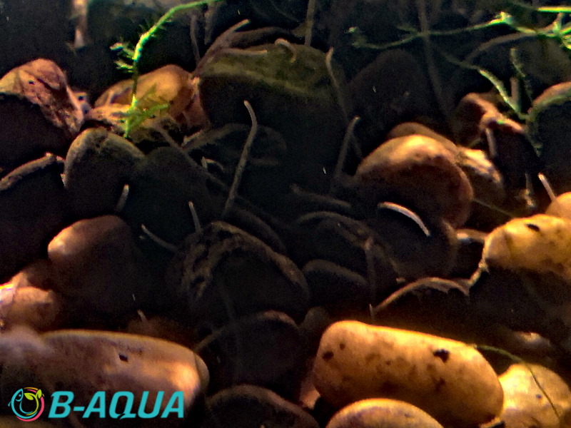 Lumbriculus variegatus