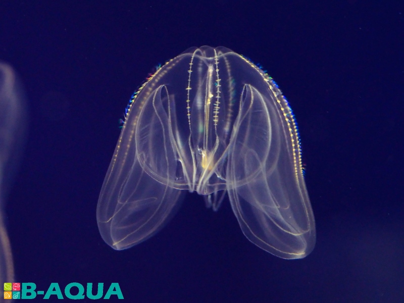 Mnemiopsis leidyi