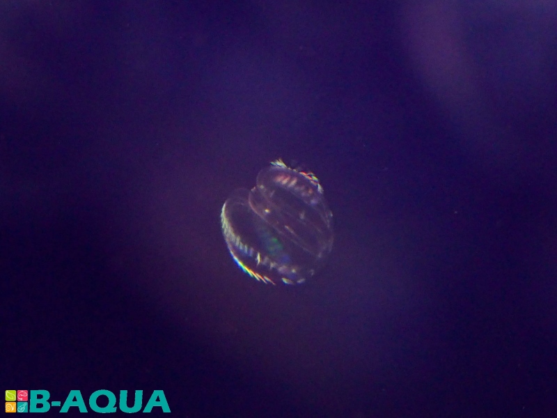 Mnemiopsis leidyi reproduction