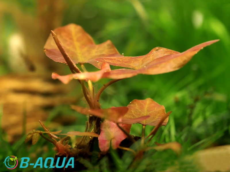 Nymphea Lotus - Joli nénuphar rouge à mettre au centre de l'aquarium