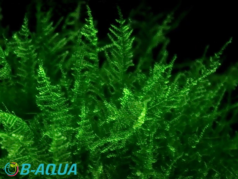 Vesicularia montagnei